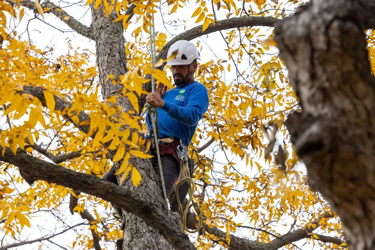 Skilled Tree Transplanting crew working in Aurora